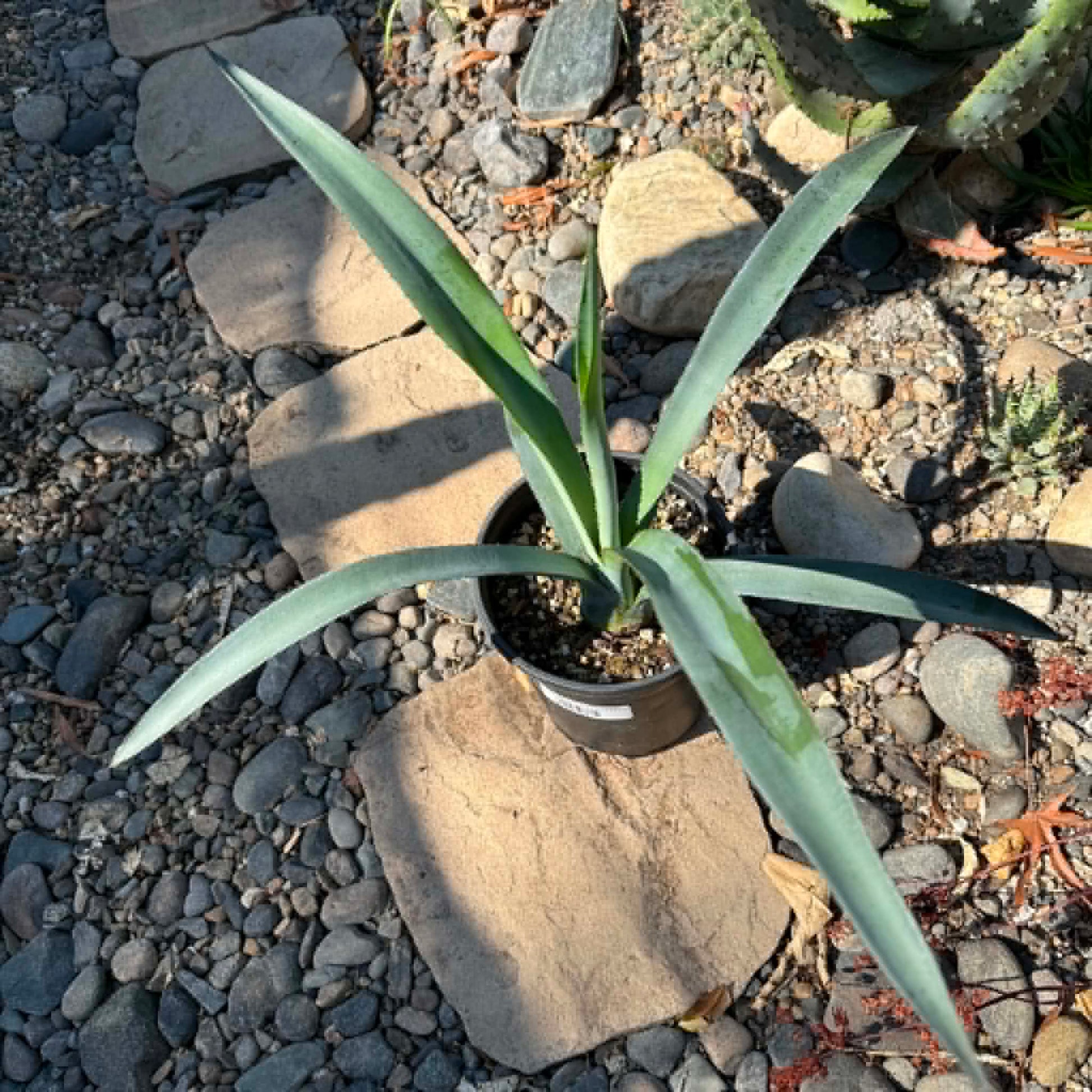 DesertScapeSucculent Agave Agave tequilana 'Tequila Plant'