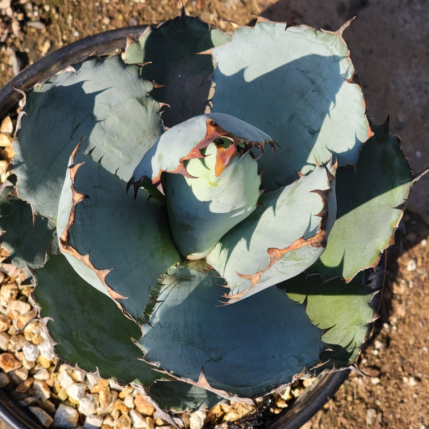 Agave titanota – DesertScapeSucculent