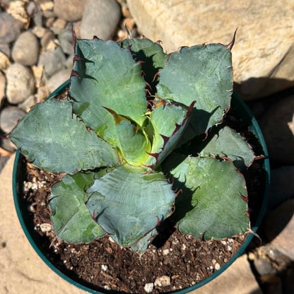 DesertScapeSucculent Agave 6 Inch/ 1 Gallon Agave titanota 'Black and Blue'