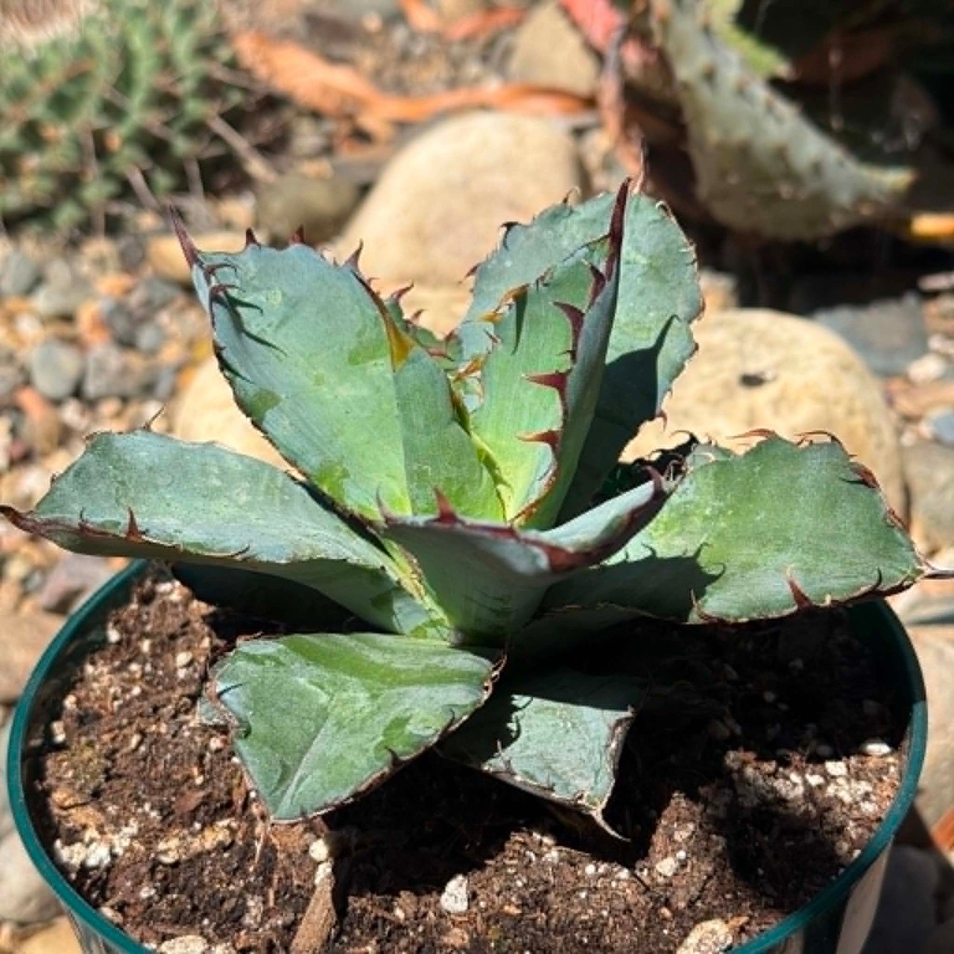 DesertScapeSucculent Agave 6 Inch/ 1 Gallon Agave titanota 'Black and Blue'