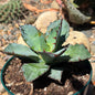 DesertScapeSucculent Agave 6 Inch/ 1 Gallon Agave titanota 'Black and Blue'