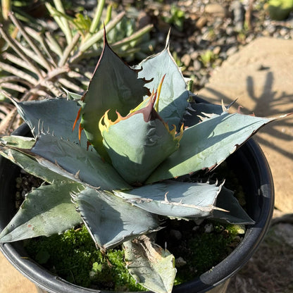 DesertScapeSucculent Agave 1 gal Assorted Agave Titanota 'White Ice'