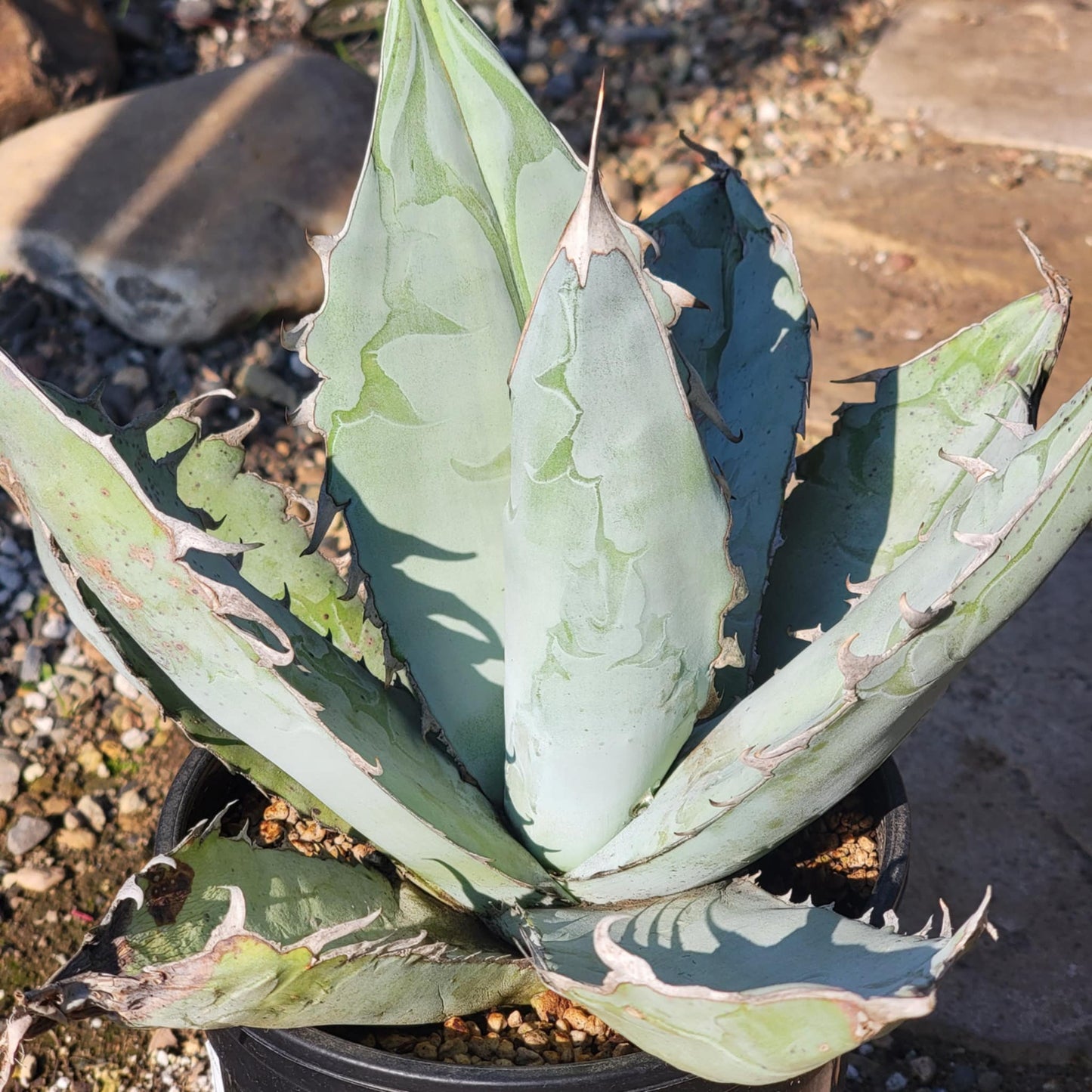 DesertScapeSucculent Agave 1 Gal Assorted Agave Titanota 'White Ice'