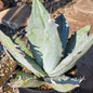 Agave Titanota 'White Ice' - 1 gal Assorted - Agave - DesertScapeSucculent