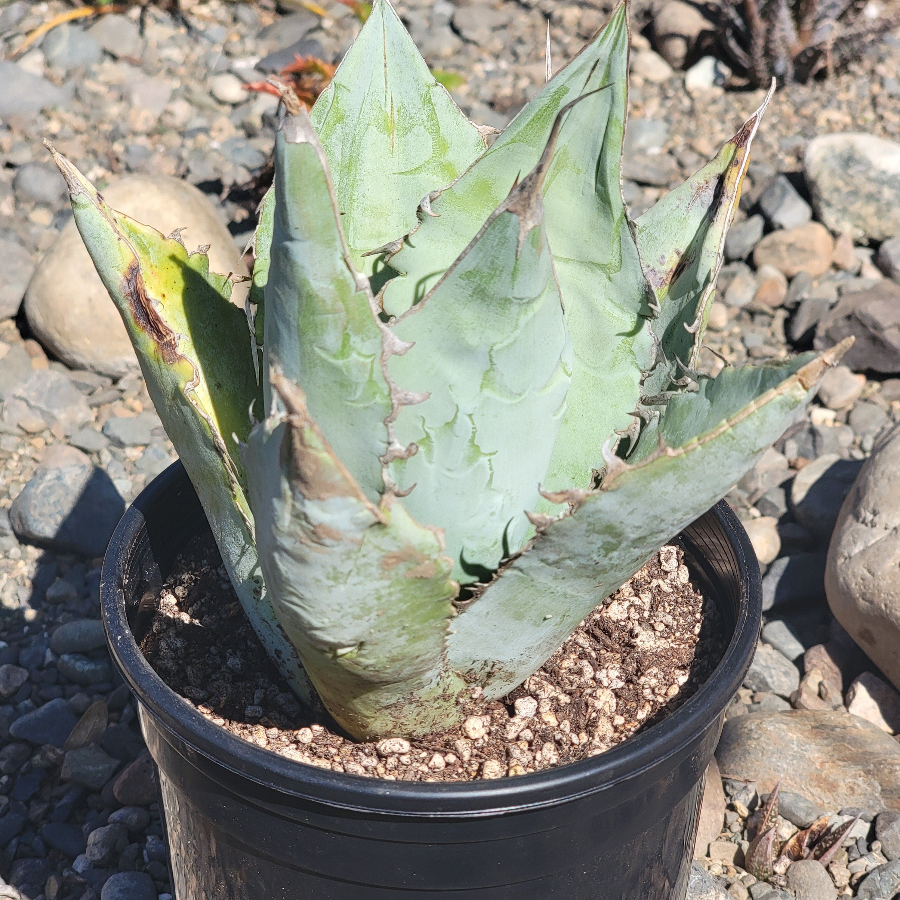 Agave Titanota 'White Ice' – DesertScapeSucculent