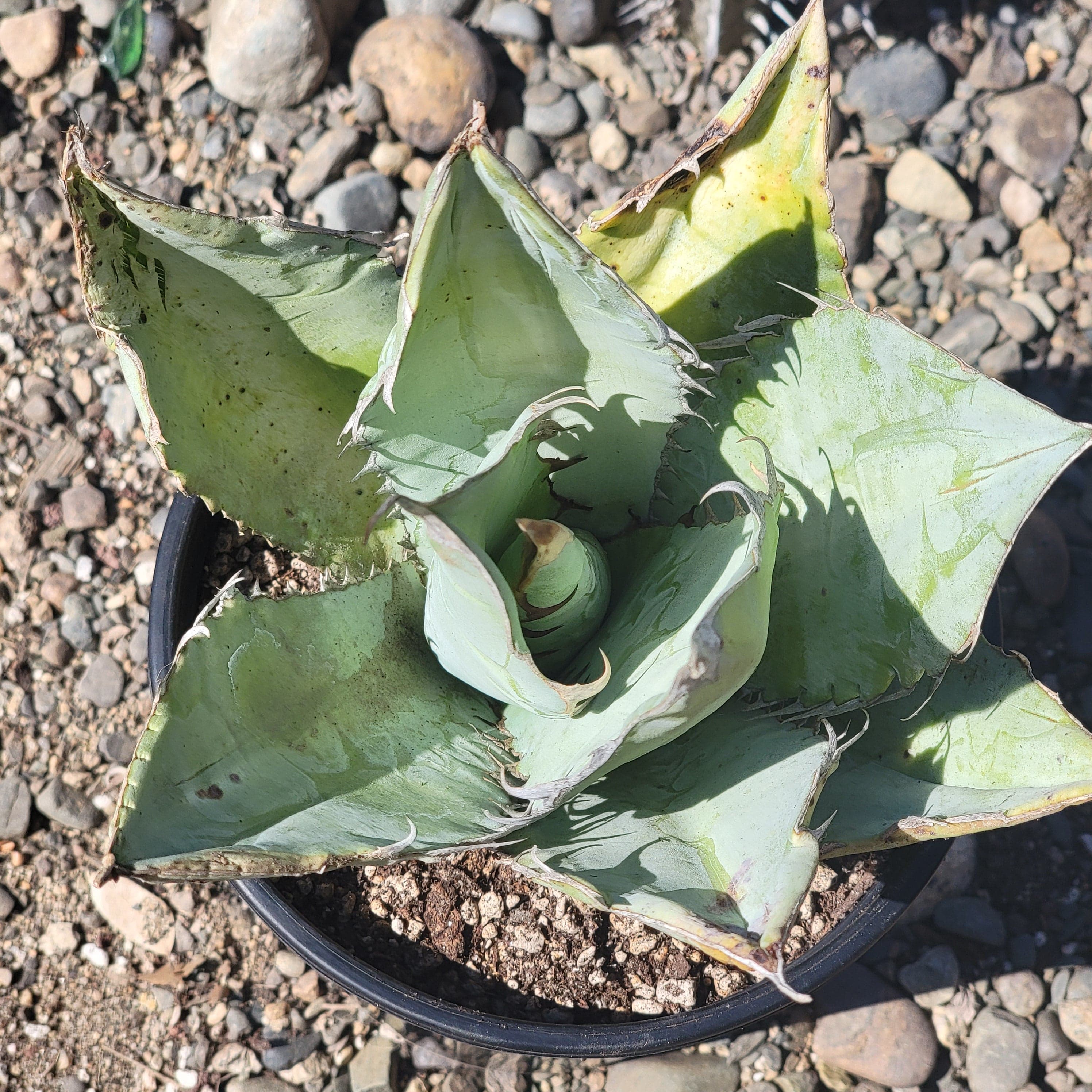 Agave Titanota 'White Ice' – DesertScapeSucculent