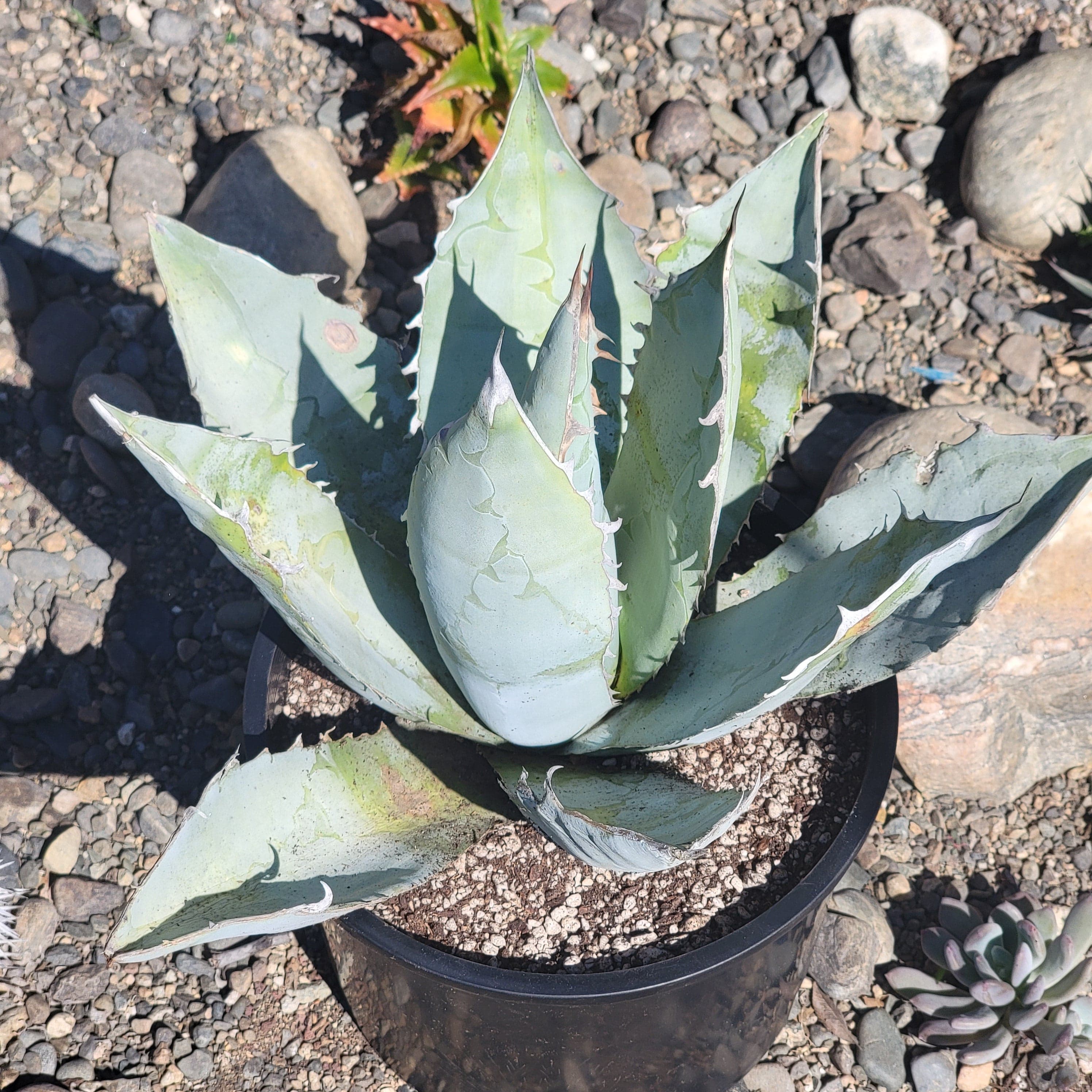 Agave Titanota 'White Ice' – DesertScapeSucculent