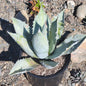 Agave Titanota 'White Ice' - 3 gal Assorted - Agave - DesertScapeSucculent