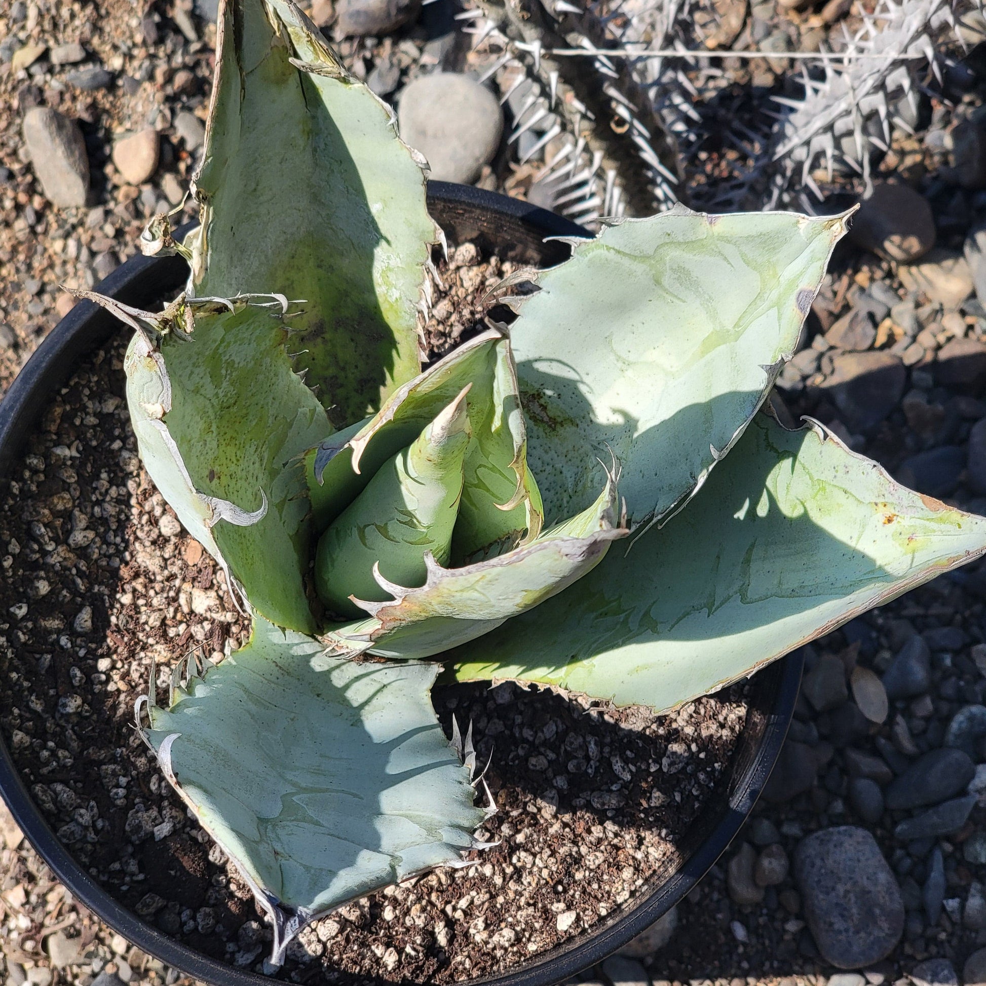 Agave Titanota 'White Ice' - 2 gal Assorted - Agave - DesertScapeSucculent