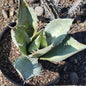 Agave Titanota 'White Ice' - 2 gal Assorted - Agave - DesertScapeSucculent