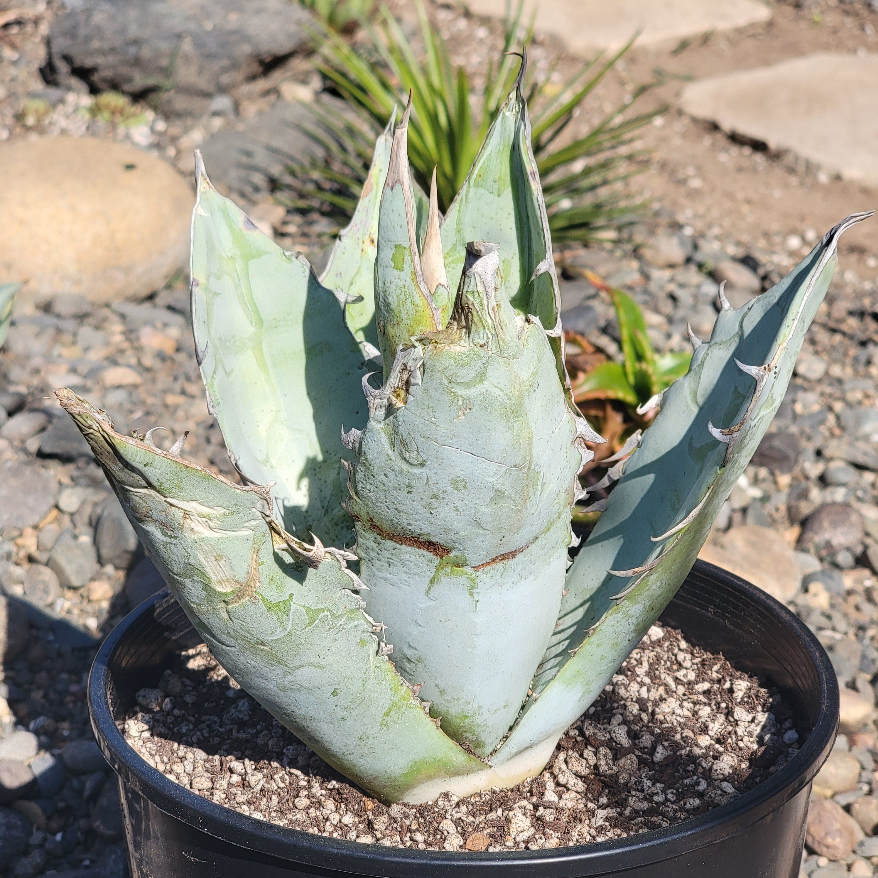 Agave Titanota 'White Ice' – DesertScapeSucculent