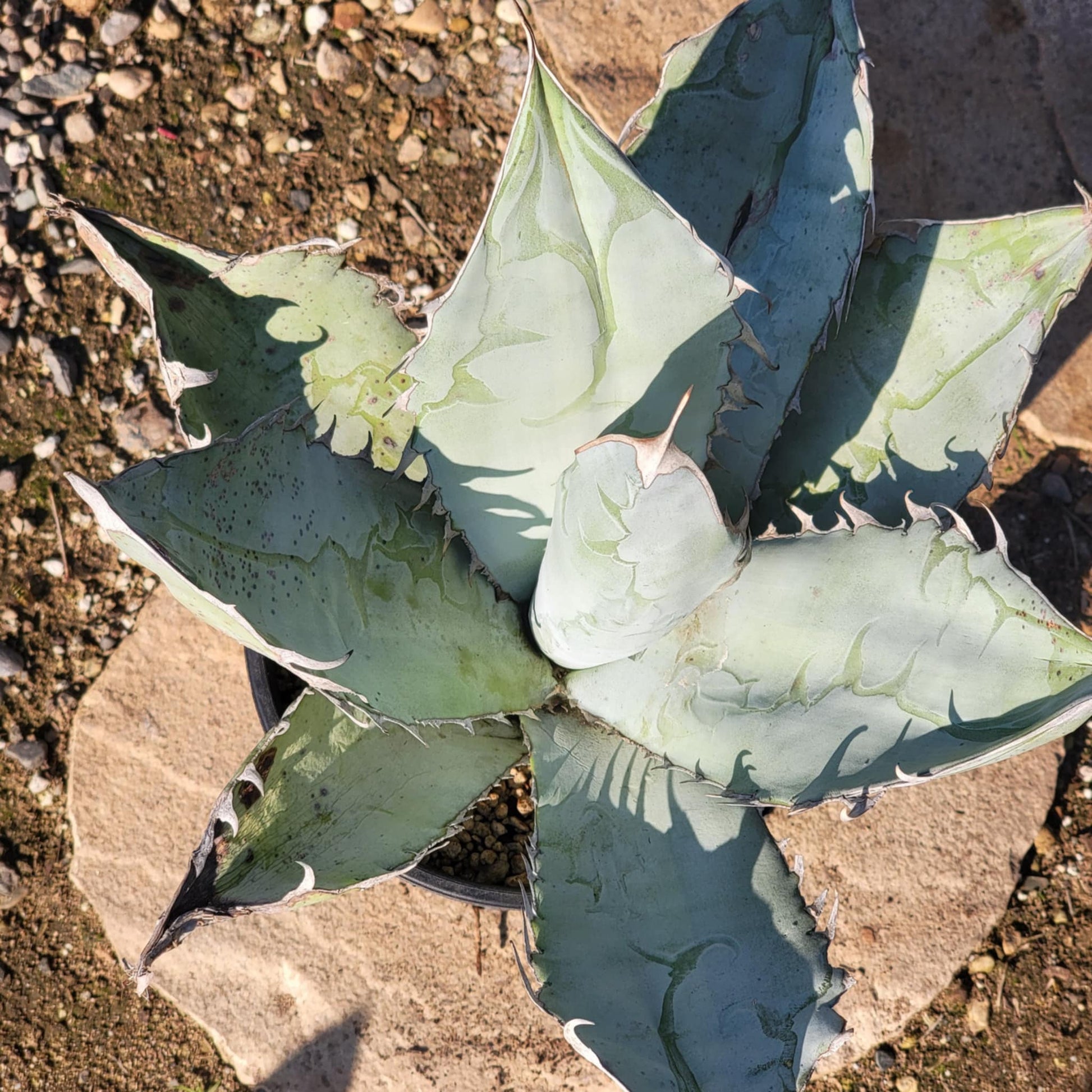 DesertScapeSucculent Agave Agave Titanota 'White Ice'