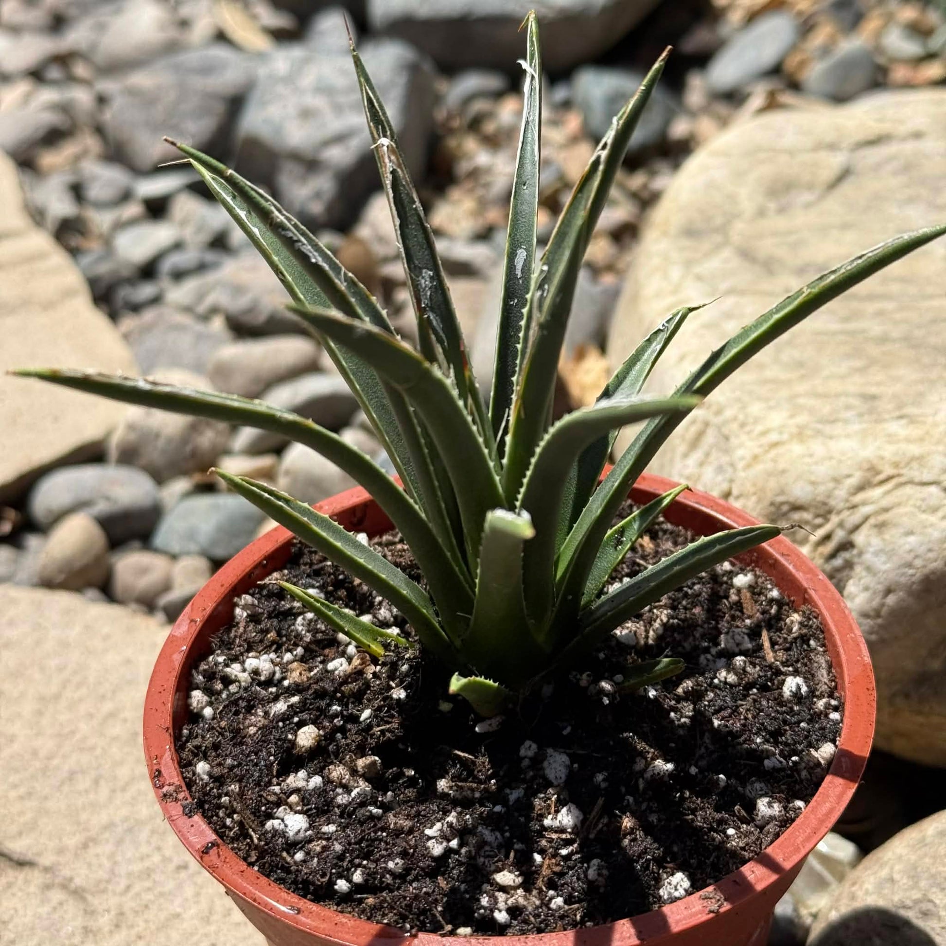 DesertScapeSucculent Agave 4 Inch Agave toumeyana bella