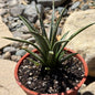 DesertScapeSucculent Agave 4 Inch Agave toumeyana bella