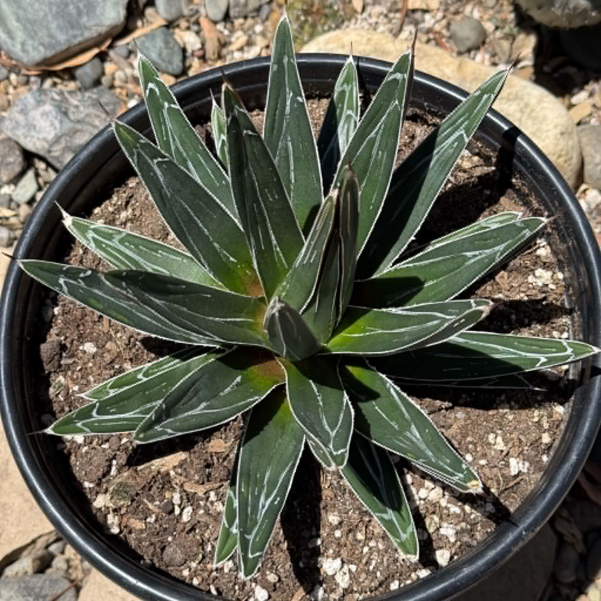 Agave victoriae-reginae – DesertScapeSucculent