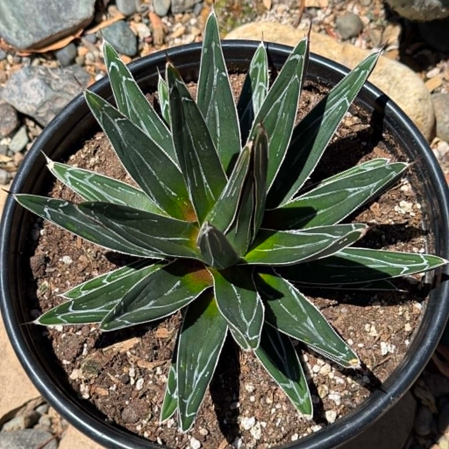 DesertScapeSucculent Agave Agave victoriae-reginae