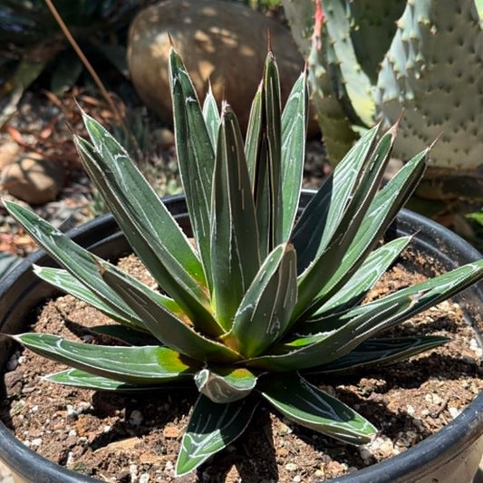 DesertScapeSucculent Agave Agave victoriae-reginae