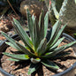DesertScapeSucculent Agave Agave victoriae-reginae