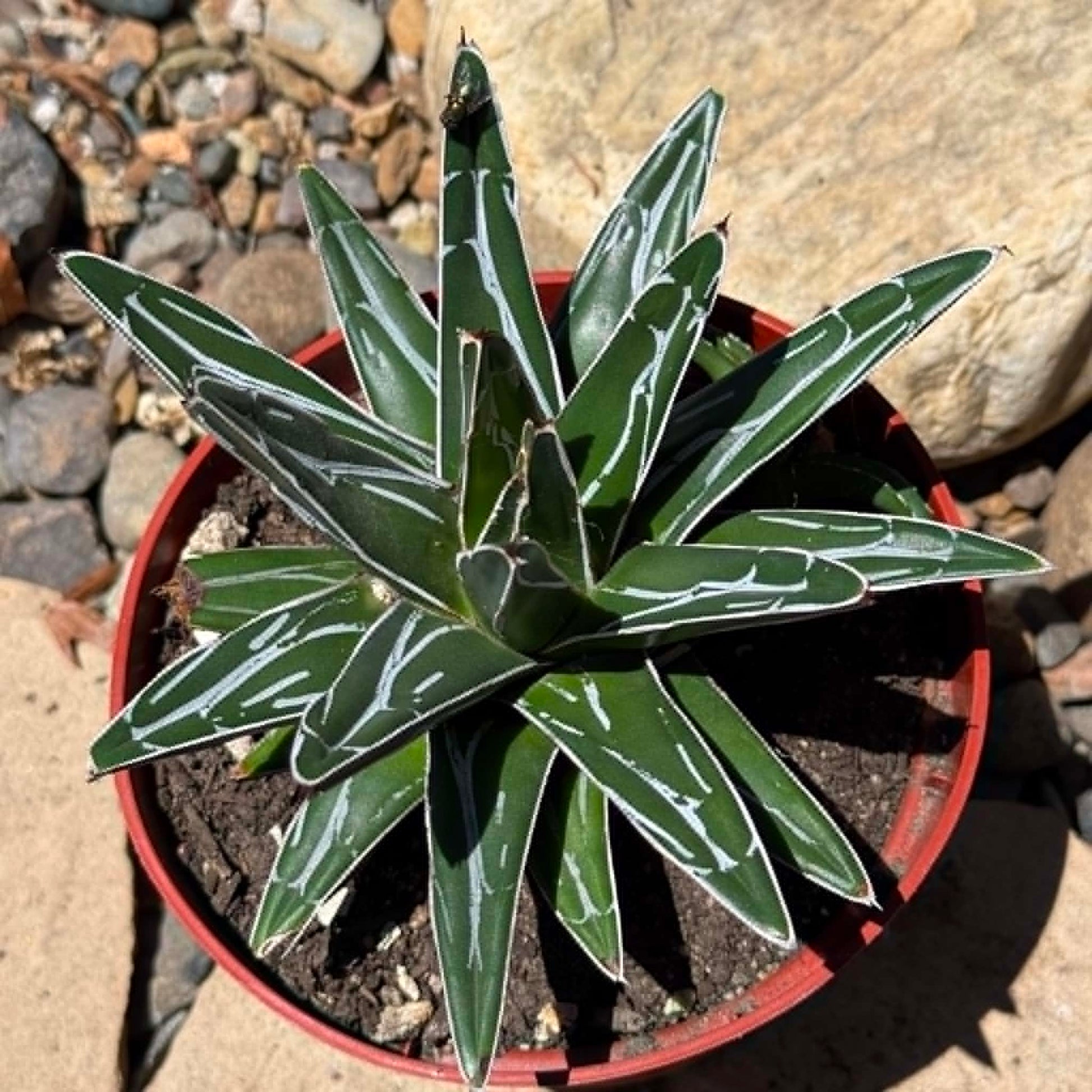 Agave victoriae-reginae – DesertScapeSucculent