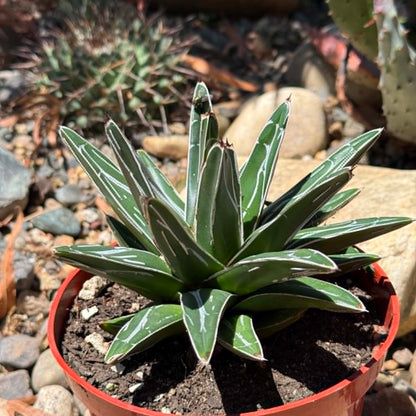 DesertScapeSucculent Agave 6 Inch/1 Gallon Agave victoriae-reginae