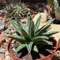 DesertScapeSucculent Agave 6 Inch/1 Gallon Agave victoriae-reginae