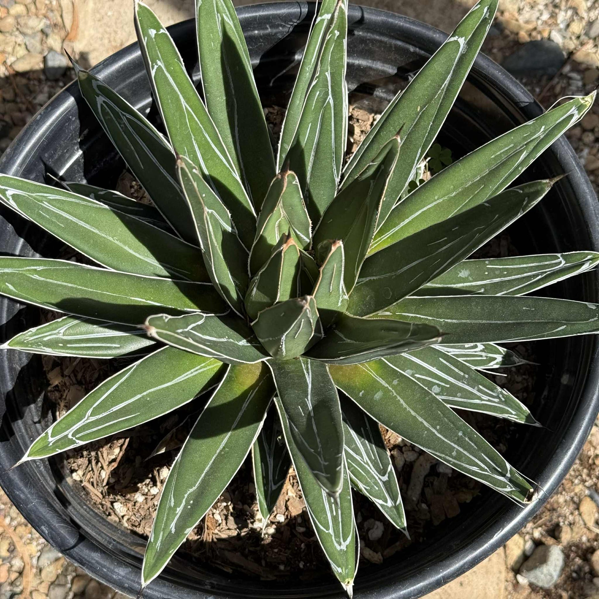 Agave victoriae-reginae 'Queen Victoria' - 5 gal Assorted - Agave - DesertScapeSucculent