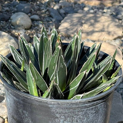 DesertScapeSucculent Agave Agave victoriae-reginae 'Queen Victoria'