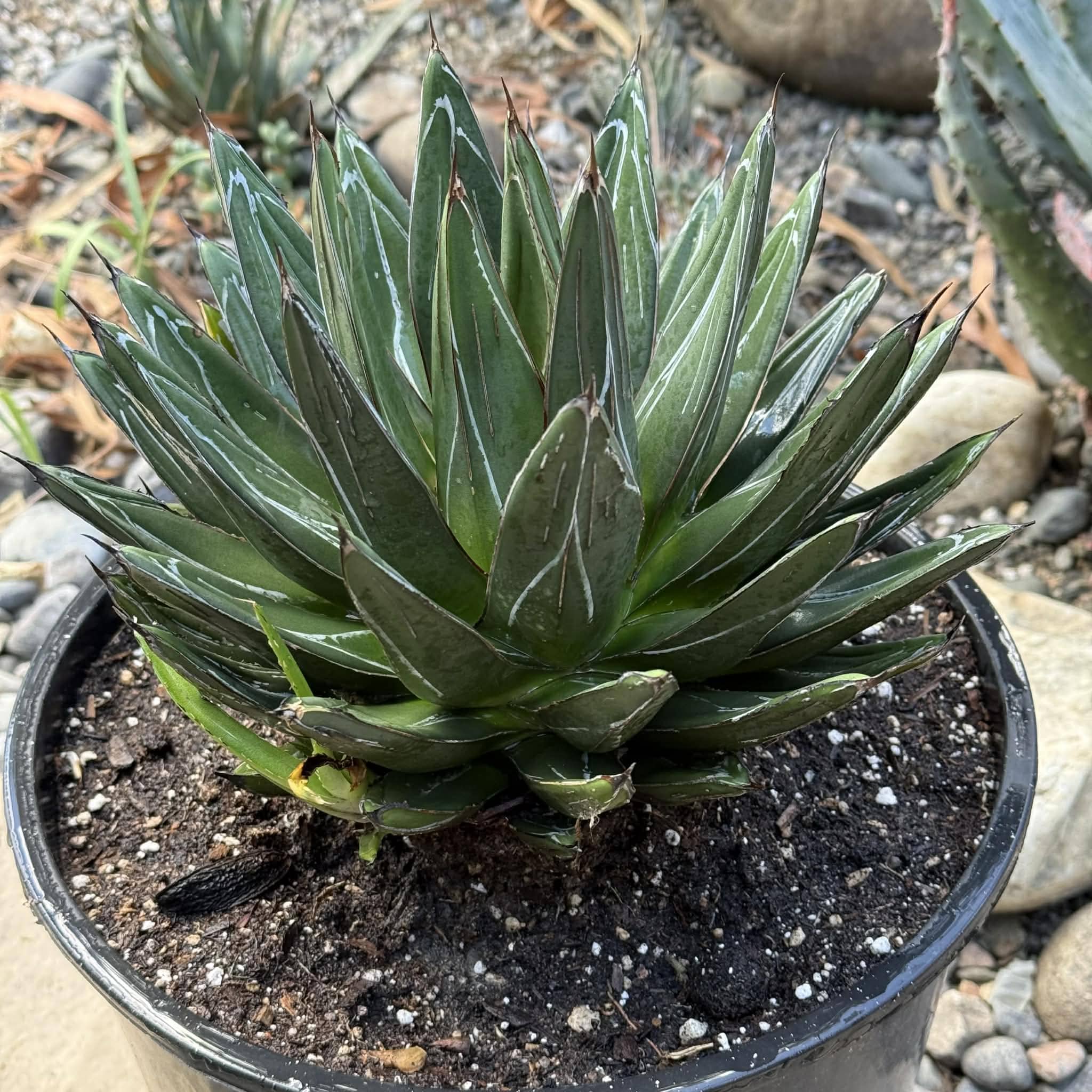 アガベ Agave victoriae-reginae 'Hyouzan' 245 Agave victoriae-reginae 'Queen Victoria' – DesertScapeSucculent