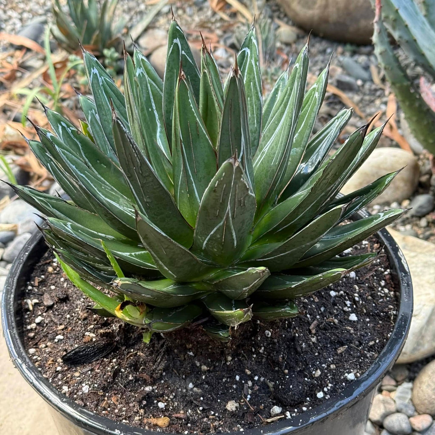 DesertScapeSucculent Agave Agave victoriae-reginae 'Queen Victoria'