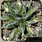 Agave victoriae-reginae 'Queen Victoria' - 4 Inch Assorted - Agave - DesertScapeSucculent