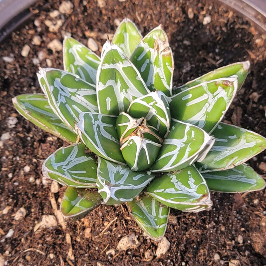 Agave victoriae-reginae 'Queen Victoria'