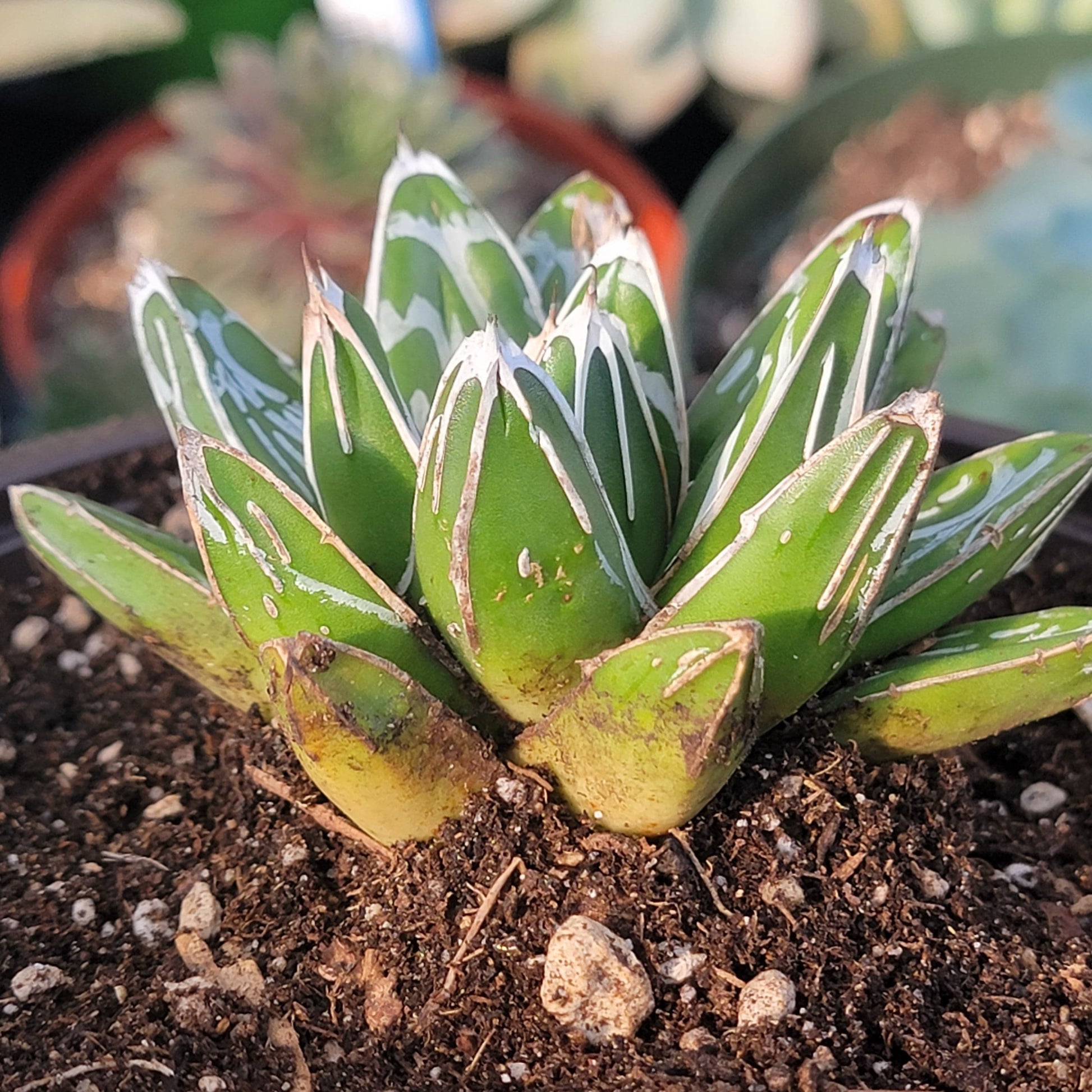 queen victoria succulent Agave victoria-reginae in 6 Inch Live Succulent