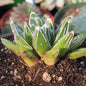Agave victoriae-reginae 'Queen Victoria' - 5 gal Assorted - Agave - DesertScapeSucculent