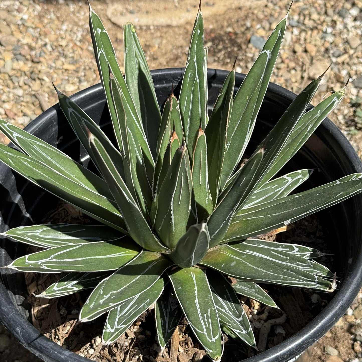 Agave victoriae-reginae 'Queen Victoria' - 5 gal Assorted - Agave - DesertScapeSucculent