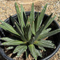 Agave victoriae-reginae 'Queen Victoria' - 5 gal Assorted - Agave - DesertScapeSucculent