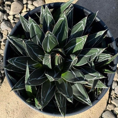 DesertScapeSucculent Agave 5 gal Assorted Agave victoriae-reginae 'Queen Victoria'