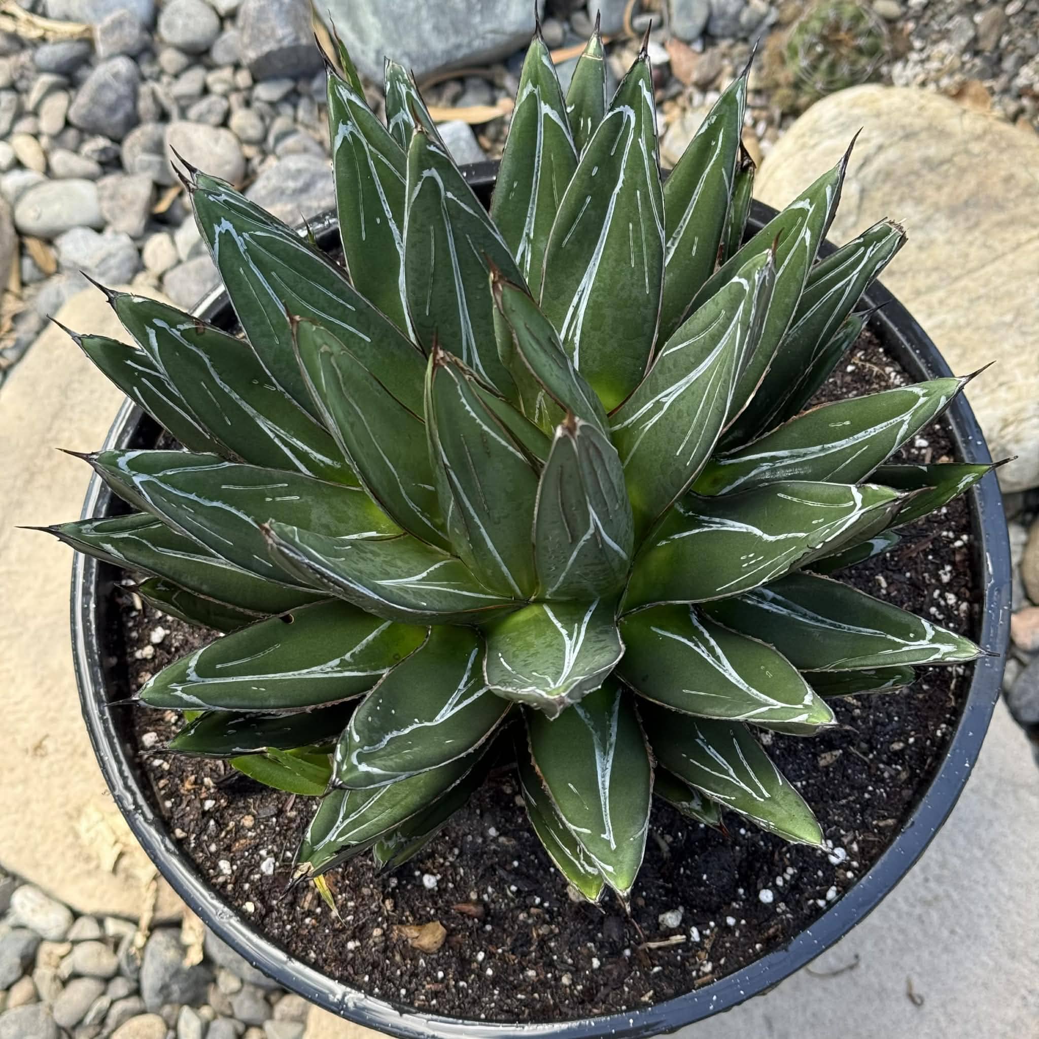 Agave victoriae-reginae 'Queen Victoria' – DesertScapeSucculent