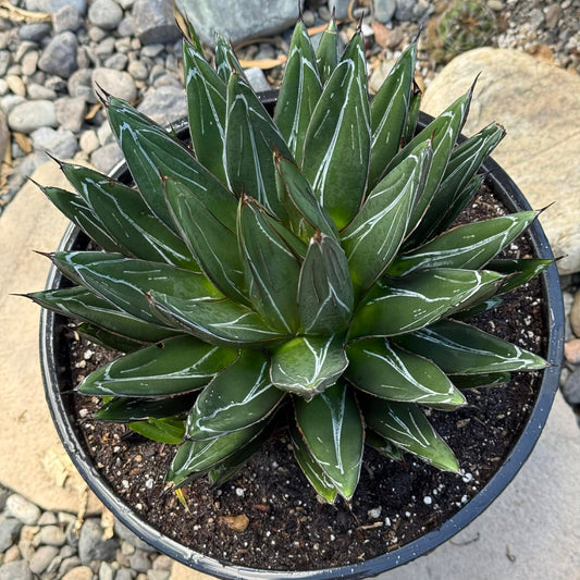 DesertScapeSucculent Agave 5 gal Assorted Agave victoriae-reginae 'Queen Victoria'
