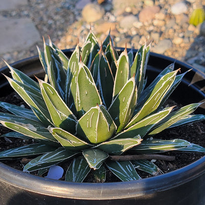 DesertScapeSucculent Agave 5 gal Assorted Agave victoriae-reginae 'Queen Victoria'