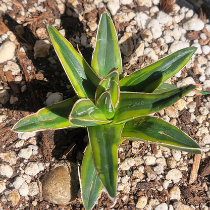 Agave victoriae-reginae 'Queen Victoria'