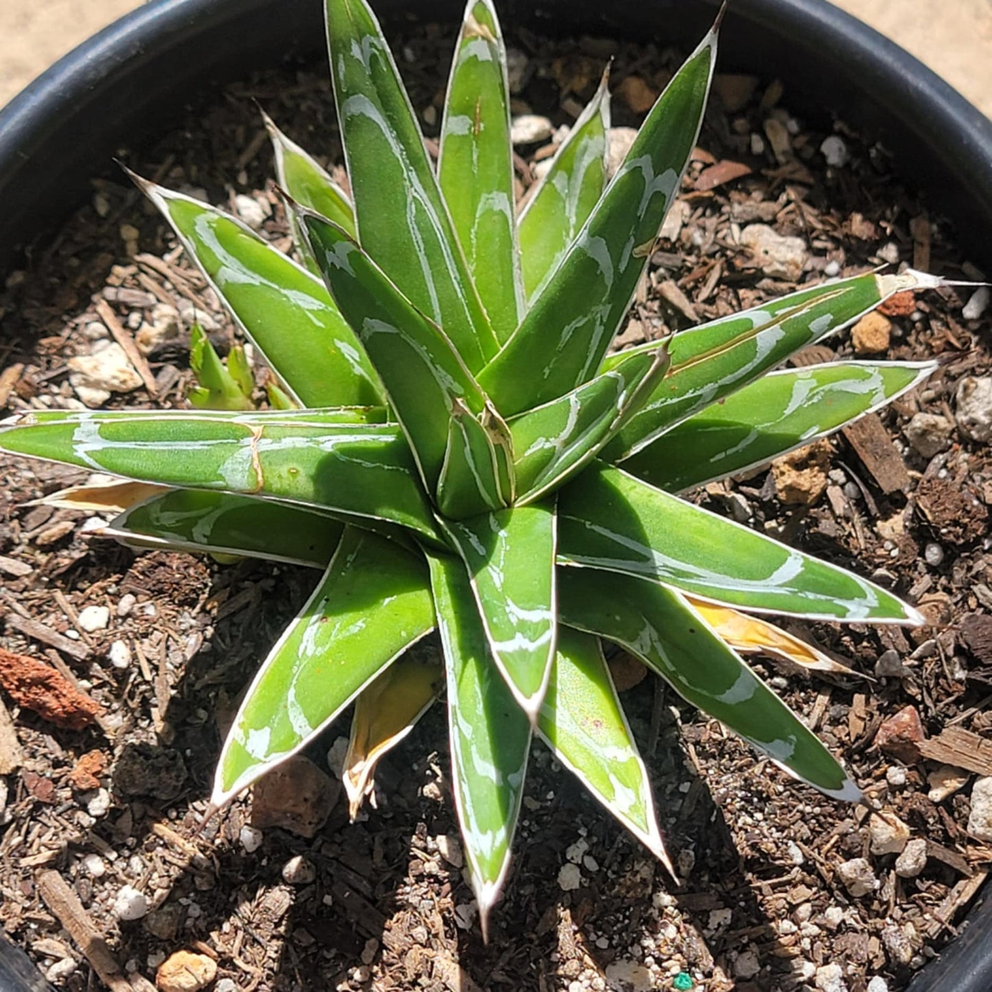 Agave victoriae-reginae 'Queen Victoria'