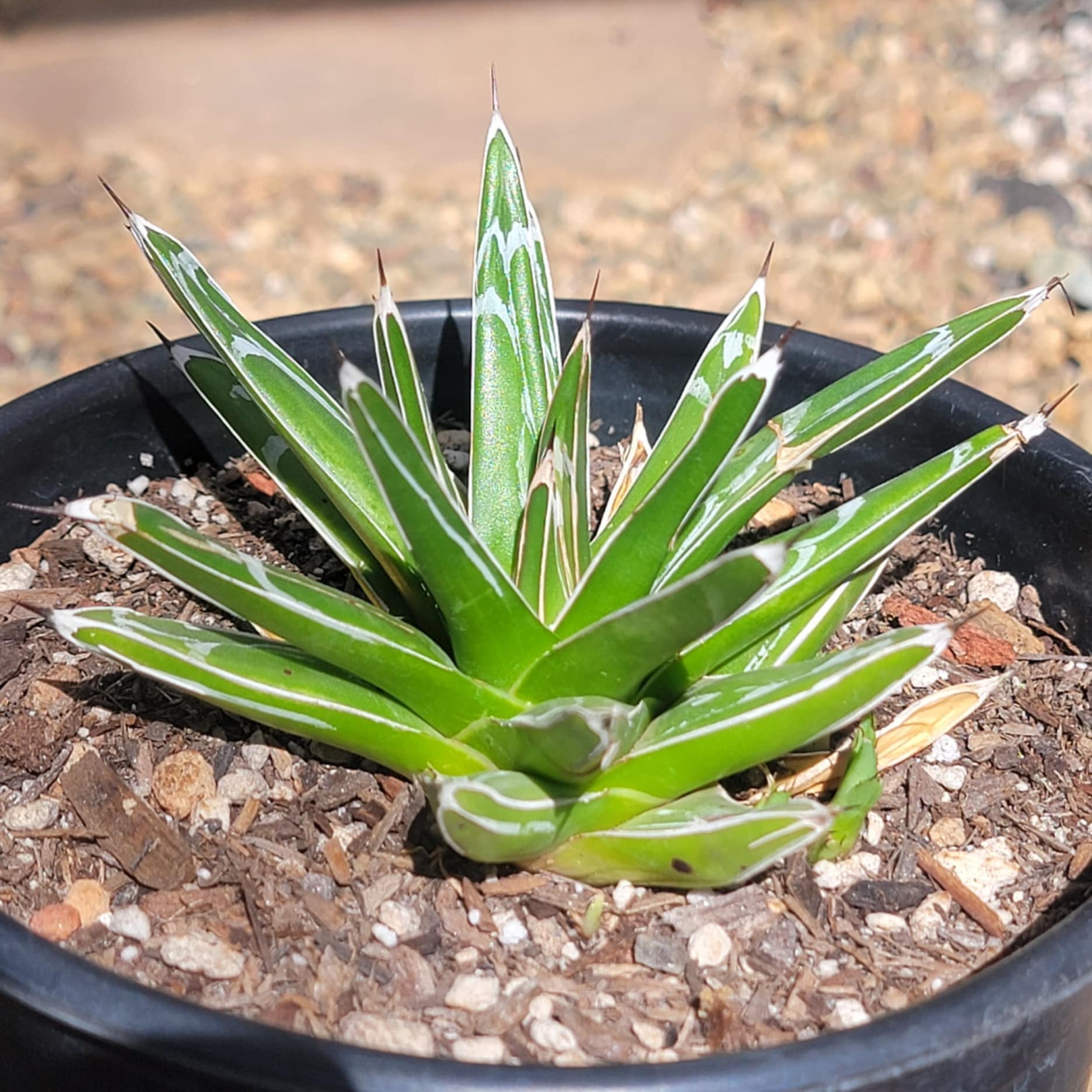 DesertScapeSucculent Agave 6"/1gal Assorted Agave victoriae-reginae 'Queen Victoria'