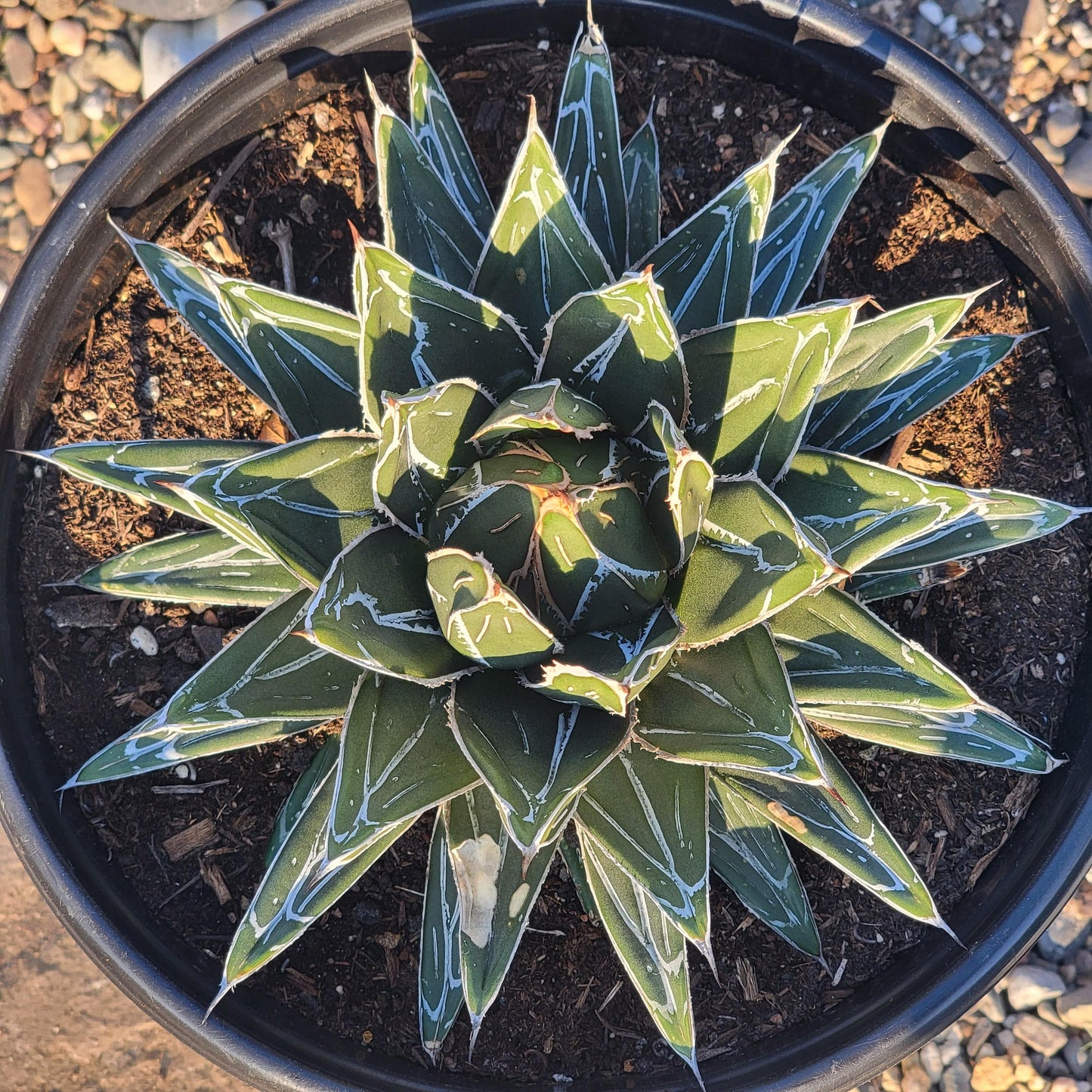 DesertScapeSucculent Agave Agave victoriae-reginae 'Queen Victoria'