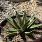 Agave victoriae-reginae 'Queen Victoria' Variegated - 6" Var. Assorted - Agave - DesertScapeSucculent