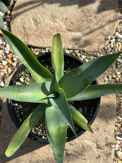 octopus succulent plant Agave vilmoriniana 'Octopus Agave' – DesertScapeSucculent