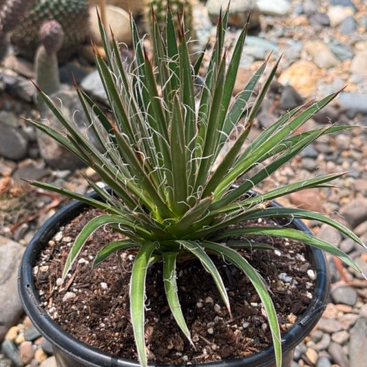 DesertScapeSucculent Agave 1 Gallon Agave × leopoldii