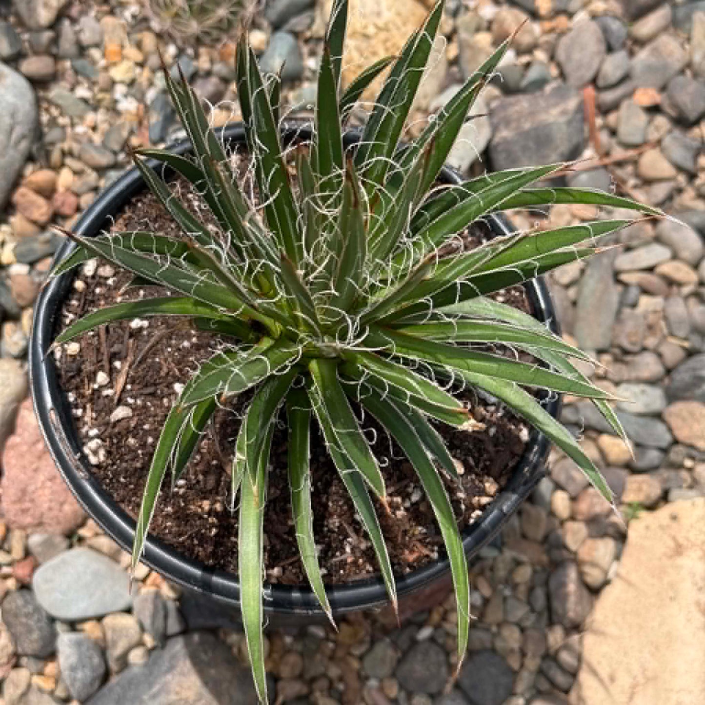 DesertScapeSucculent Agave Agave × leopoldii