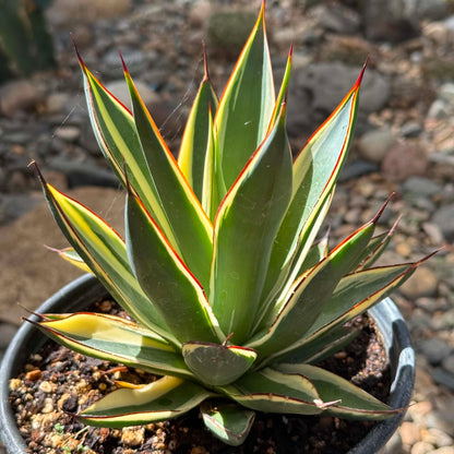 DesertScapeSucculent Agave 1 Gallon Agave x ocahuata 'Snow Glow'