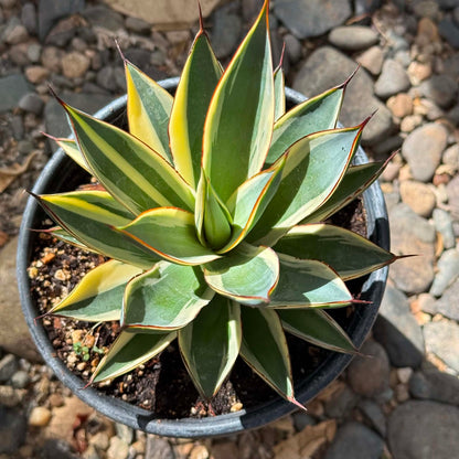 DesertScapeSucculent Agave Agave x ocahuata 'Snow Glow'