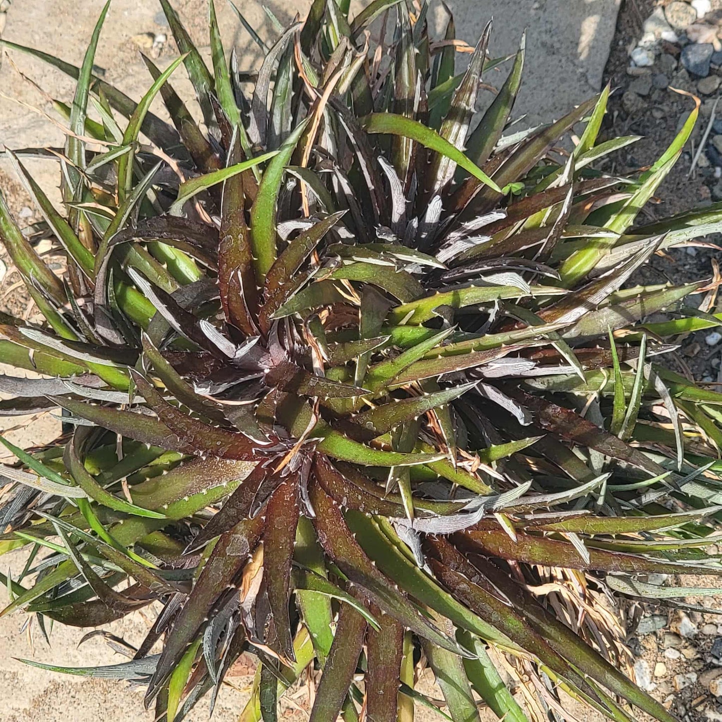 Dyckia 'Silver Superstar' - 8 Inch - Agave - DesertScapeSucculent